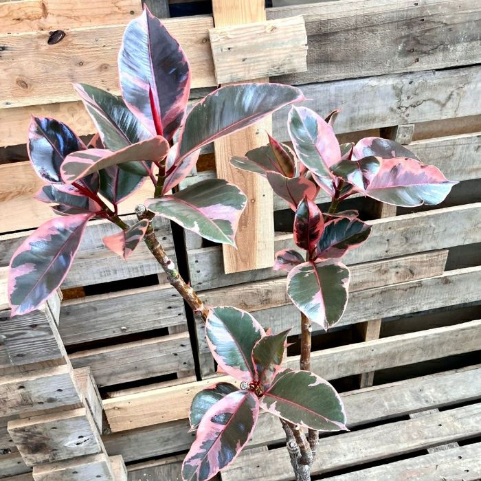 観葉植物現品販売