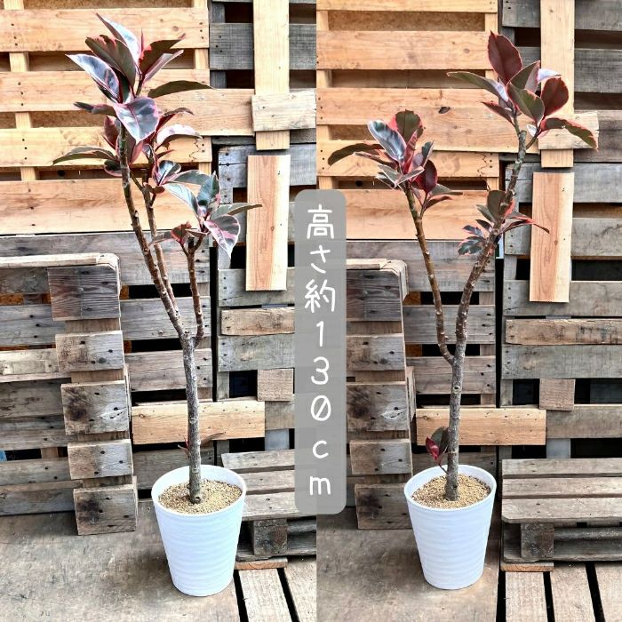 観葉植物現品販売