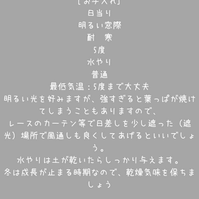 観葉植物現品販売