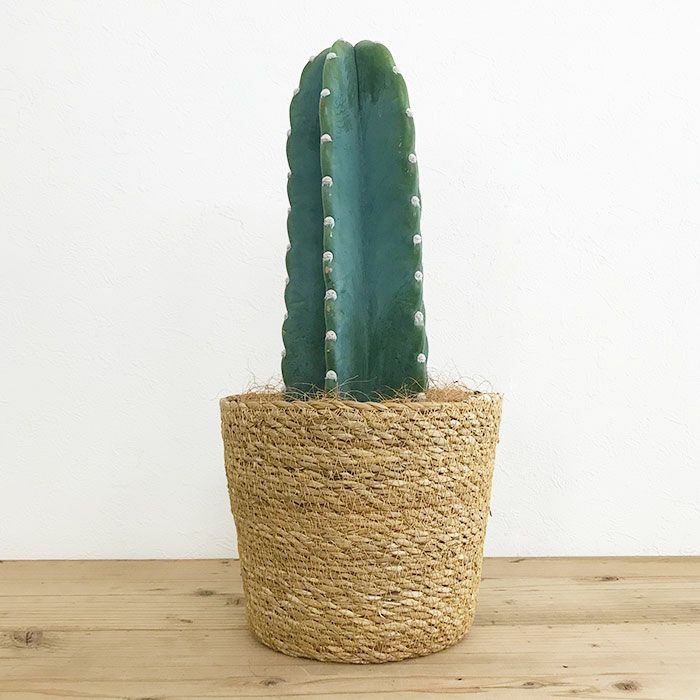 観葉植物 数量限定 柱サボテン鬼面角 ヌーダム（トゲなし鬼面角）ナチュラルバスケットカバー付