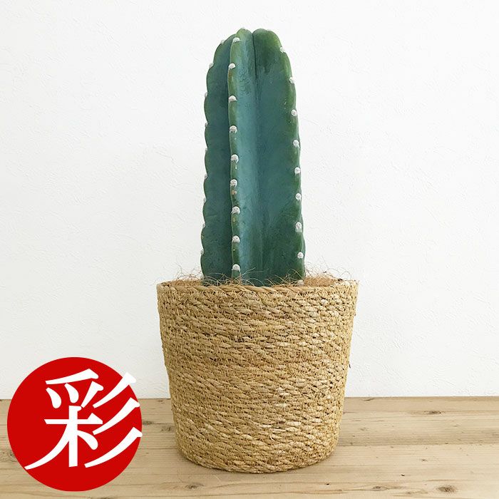 観葉植物 数量限定 柱サボテン鬼面角 ヌーダム（トゲなし鬼面角）ナチュラルバスケットカバー付