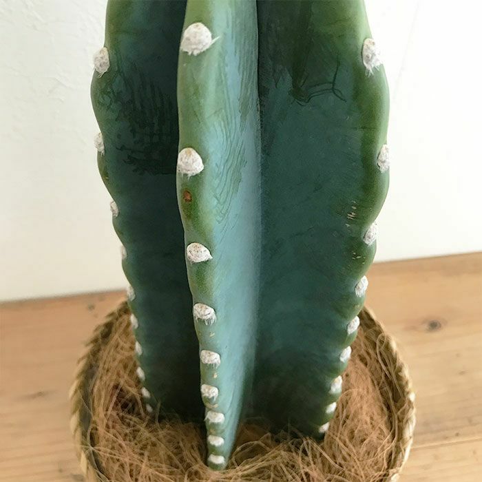 観葉植物 数量限定 柱サボテン鬼面角 ヌーダム（トゲなし鬼面角）ナチュラルバスケットカバー付