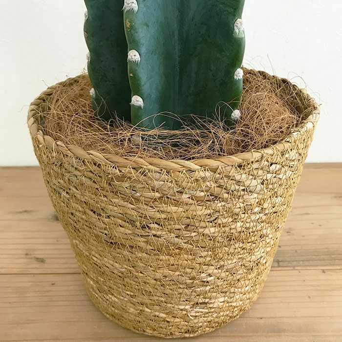 観葉植物 数量限定 柱サボテン鬼面角 ヌーダム（トゲなし鬼面角）ナチュラルバスケットカバー付