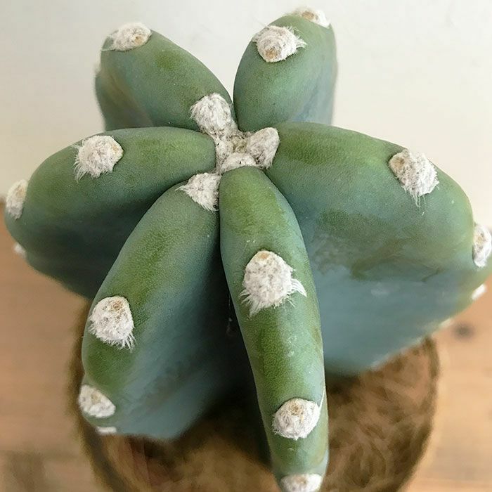 観葉植物 数量限定 柱サボテン鬼面角 ヌーダム（トゲなし鬼面角）ナチュラルバスケットカバー付