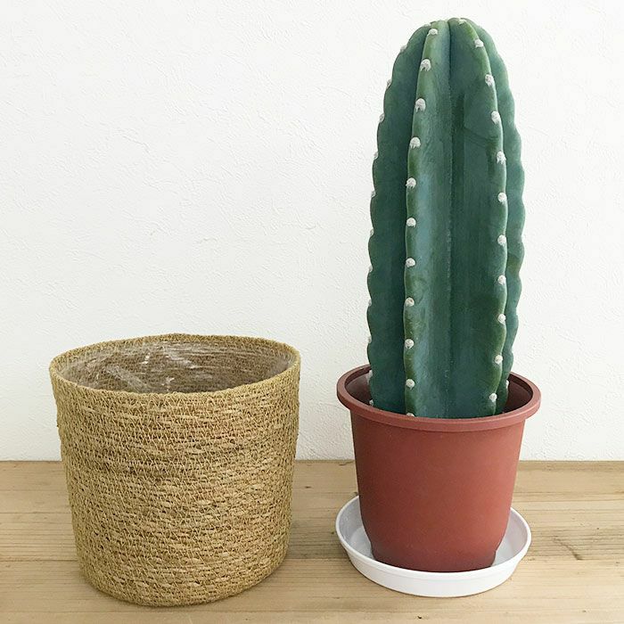 観葉植物 数量限定 柱サボテン鬼面角 ヌーダム（トゲなし鬼面角）ナチュラルバスケットカバー付