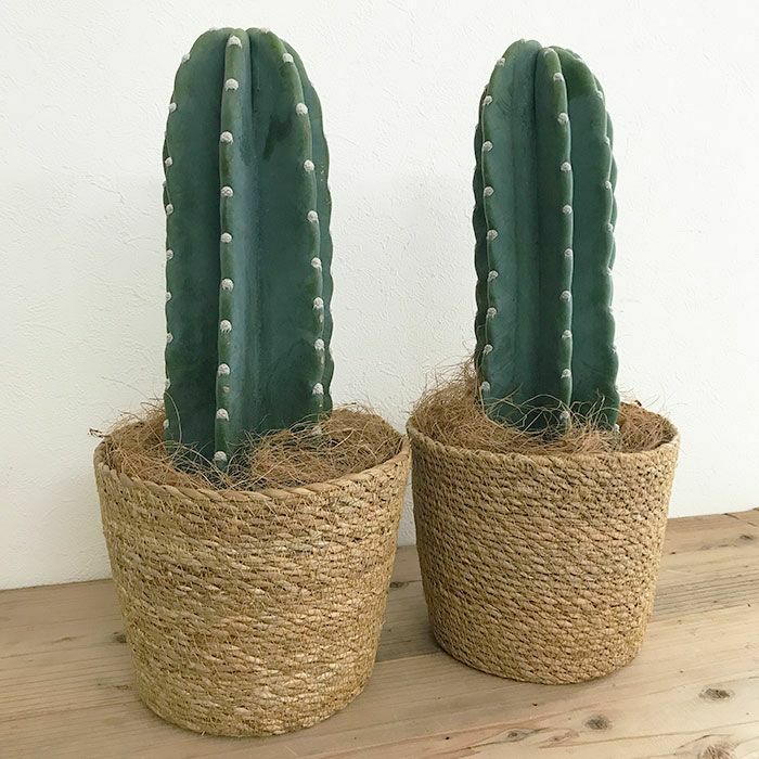 観葉植物 数量限定 柱サボテン鬼面角 ヌーダム（トゲなし鬼面角）ナチュラルバスケットカバー付