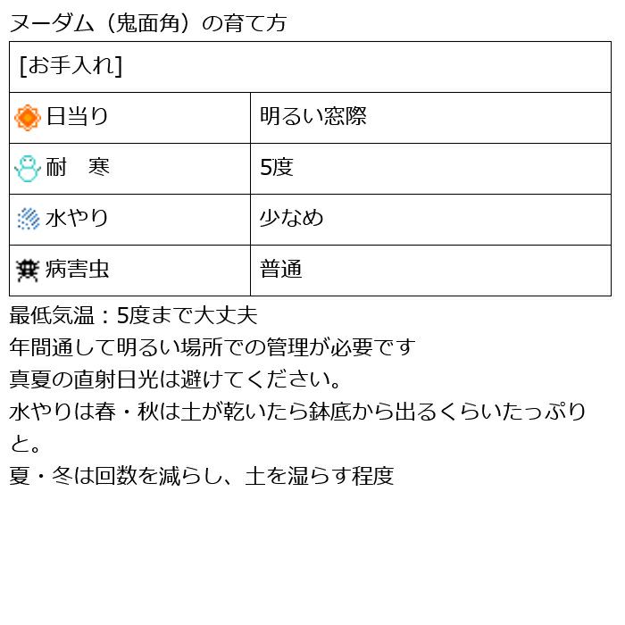 観葉植物 数量限定 柱サボテン鬼面角 ヌーダム（トゲなし鬼面角）ナチュラルバスケットカバー付