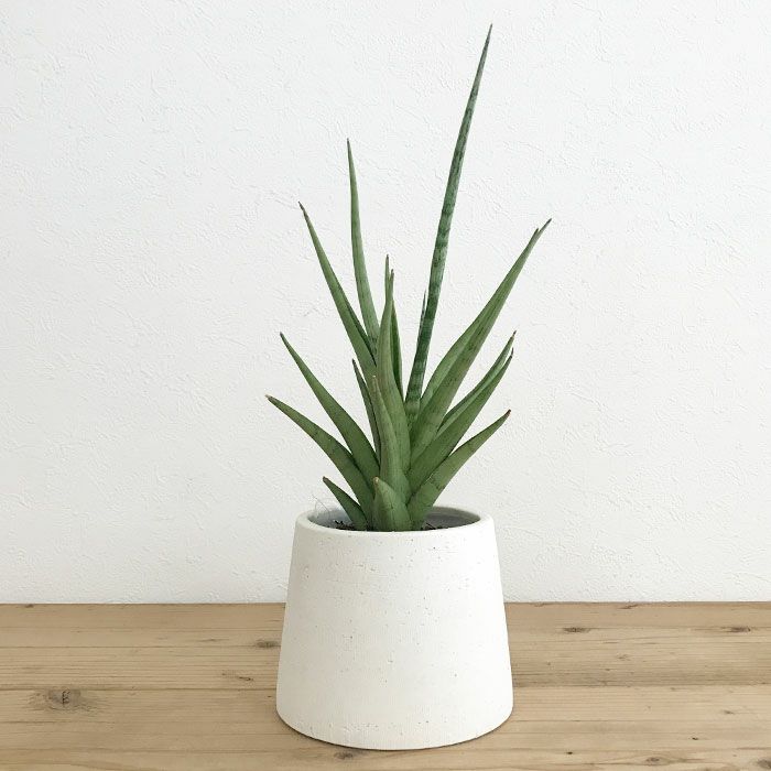 観葉植物 数量限定 サンセベリア・グラシリス 陶器ポット フジ ホワイト
