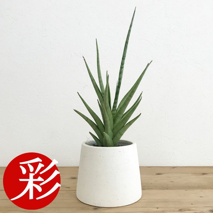 観葉植物 数量限定 サンセベリア・グラシリス 陶器ポット フジ ホワイト