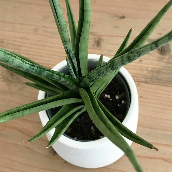 観葉植物 数量限定 サンセベリア・グラシリス 陶器ポット フジ ホワイト