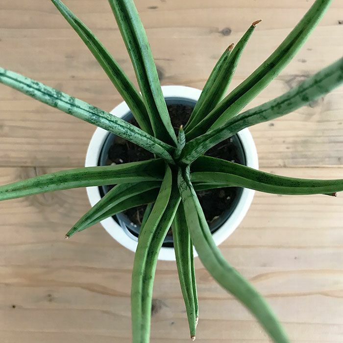 観葉植物 数量限定 サンセベリア・グラシリス 陶器ポット フジ ホワイト