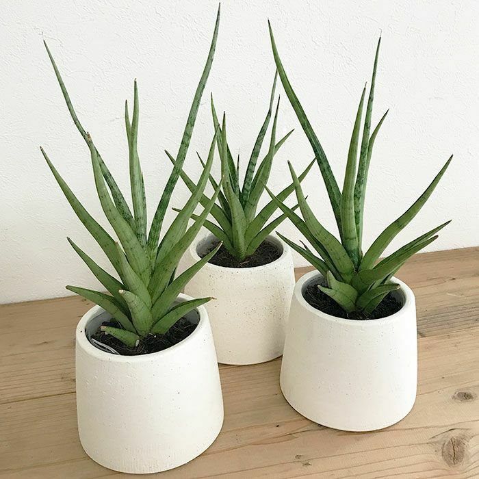 観葉植物 数量限定 サンセベリア・グラシリス 陶器ポット フジ ホワイト