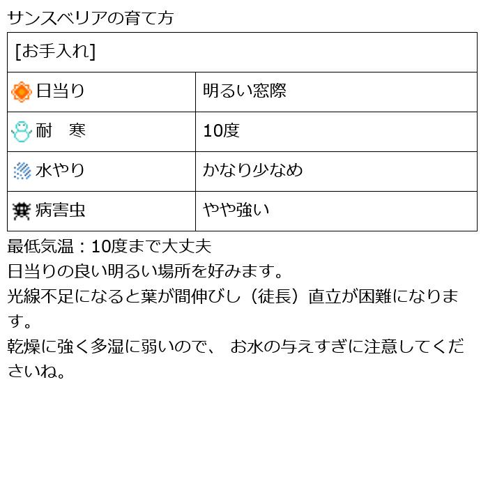 観葉植物 数量限定 サンセベリア・グラシリス 陶器ポット フジ ホワイト