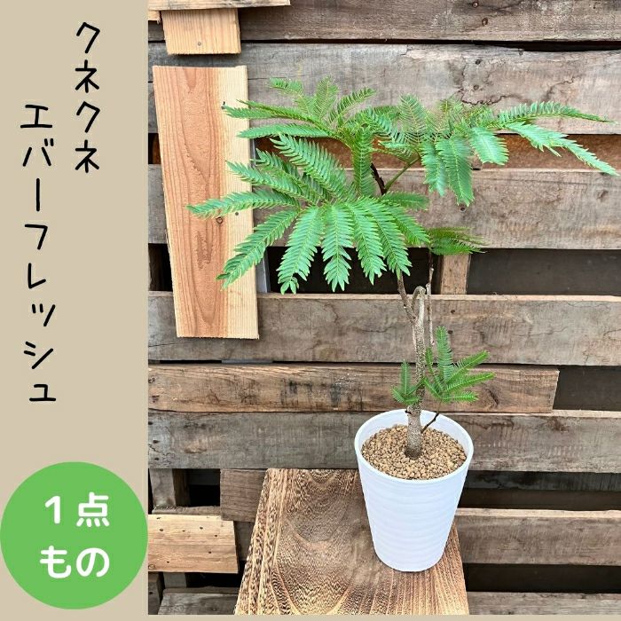 観葉植物現品販売