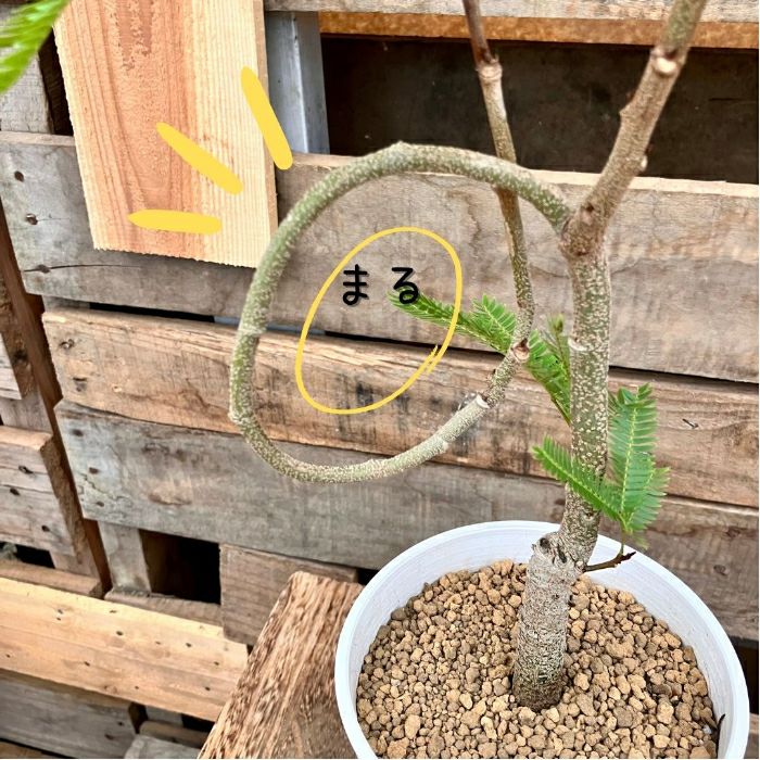 観葉植物現品販売