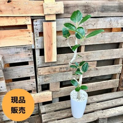 ベンガルボダイジュ (フィカス・ベンガレンシス) 通販 【観葉
