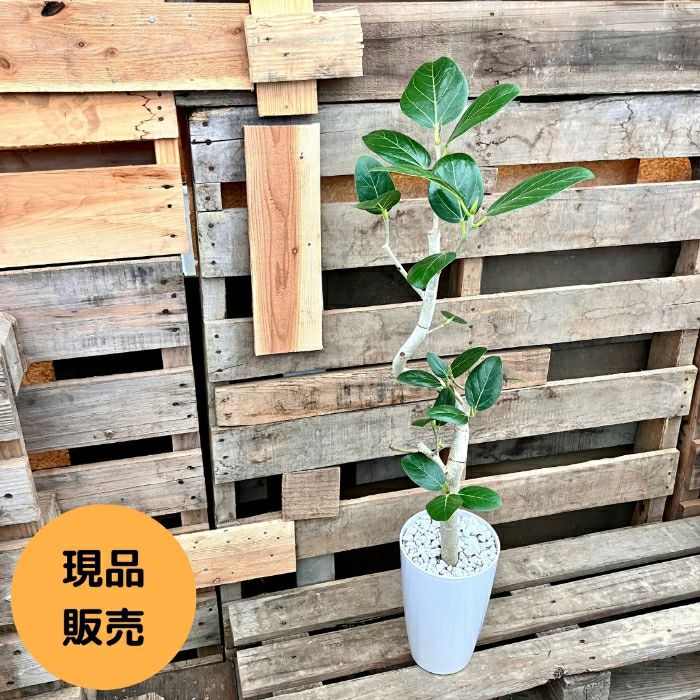 観葉植物現品販売