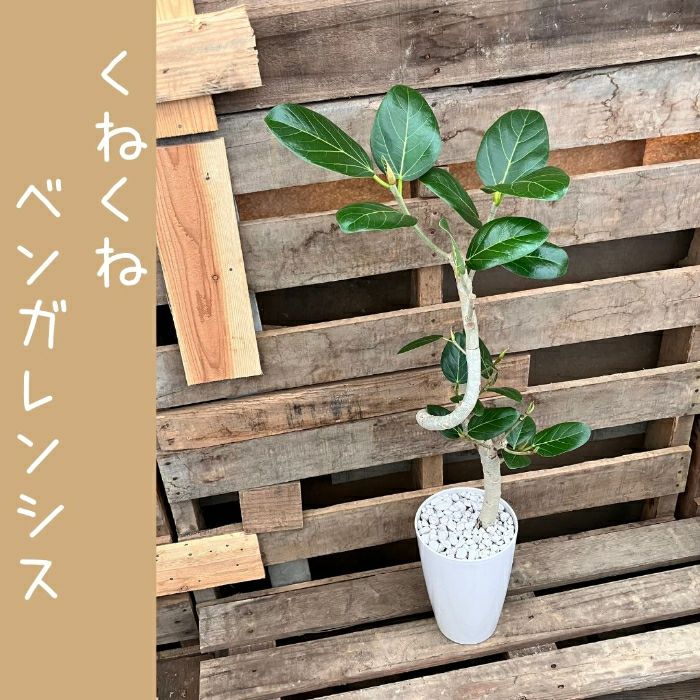 観葉植物現品販売