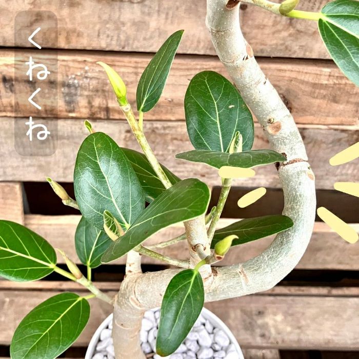 観葉植物現品販売