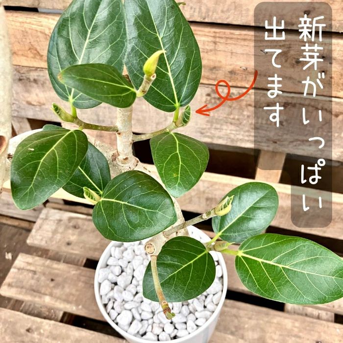 観葉植物現品販売