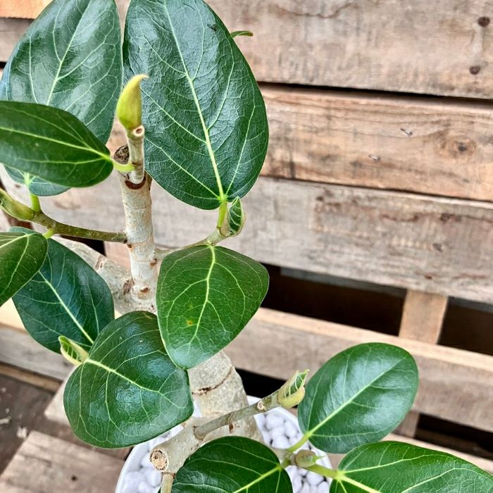 観葉植物現品販売