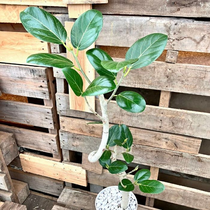 観葉植物現品販売