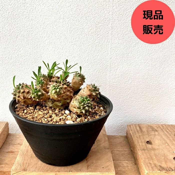 観葉植物現品販売