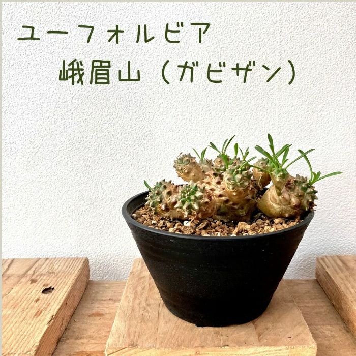 観葉植物現品販売
