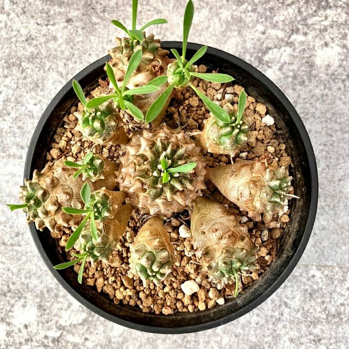 観葉植物現品販売