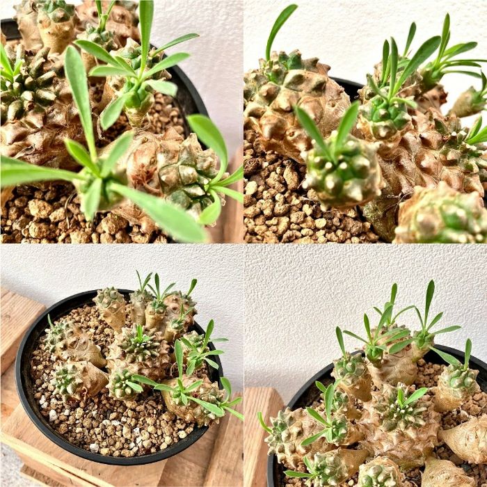 観葉植物現品販売