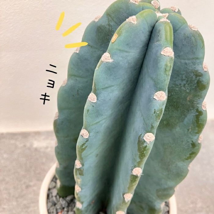 観葉植物現品販売