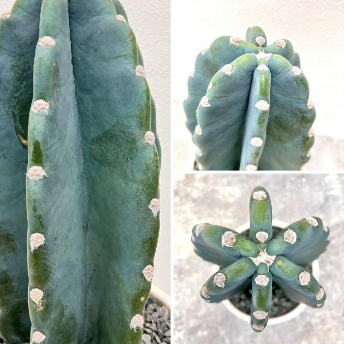 観葉植物現品販売