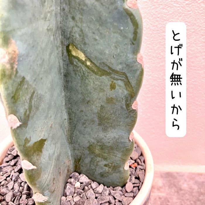 観葉植物現品販売