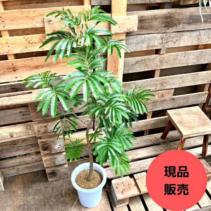観葉植物現品販売