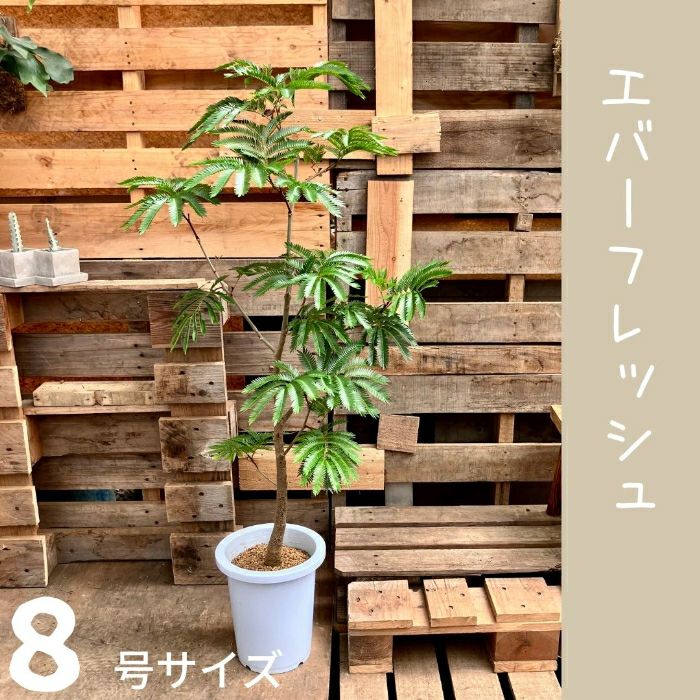 観葉植物現品販売