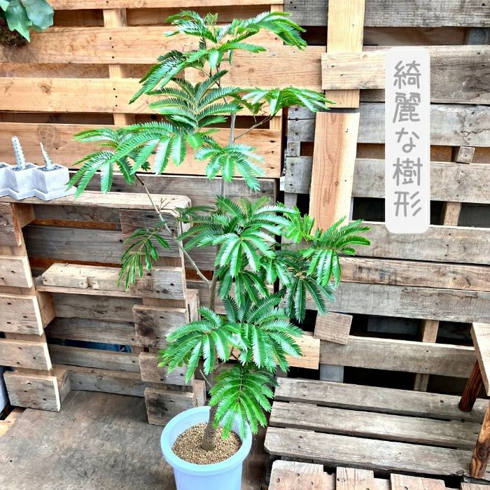 観葉植物現品販売