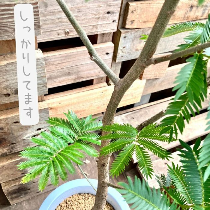 観葉植物現品販売