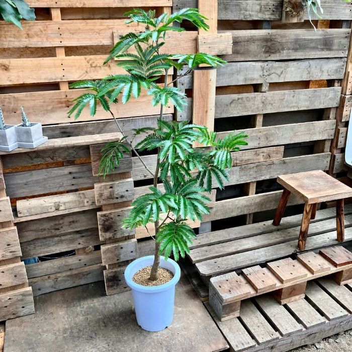 観葉植物現品販売