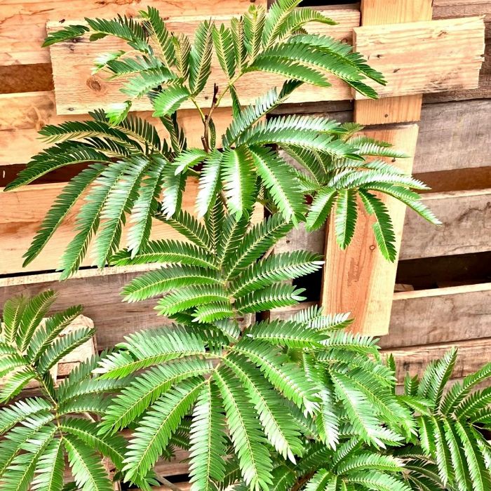 観葉植物現品販売