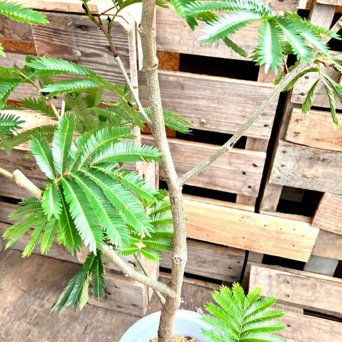 観葉植物現品販売