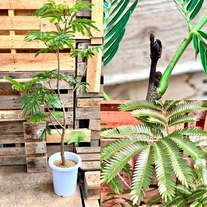 観葉植物現品販売