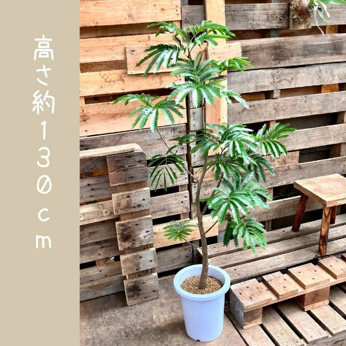 観葉植物現品販売