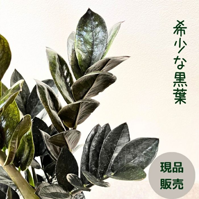 観葉植物現品販売