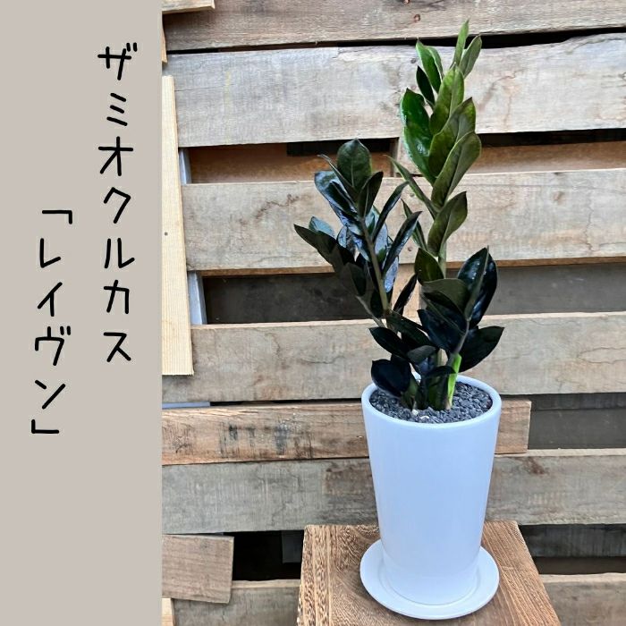 観葉植物現品販売