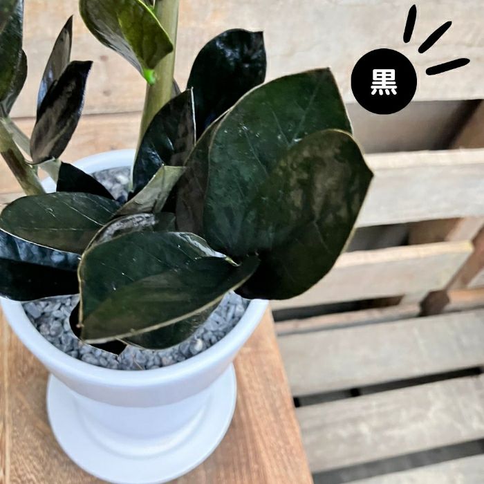 観葉植物現品販売