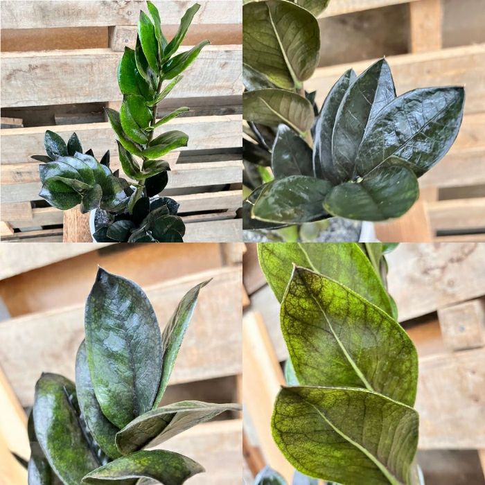 観葉植物現品販売