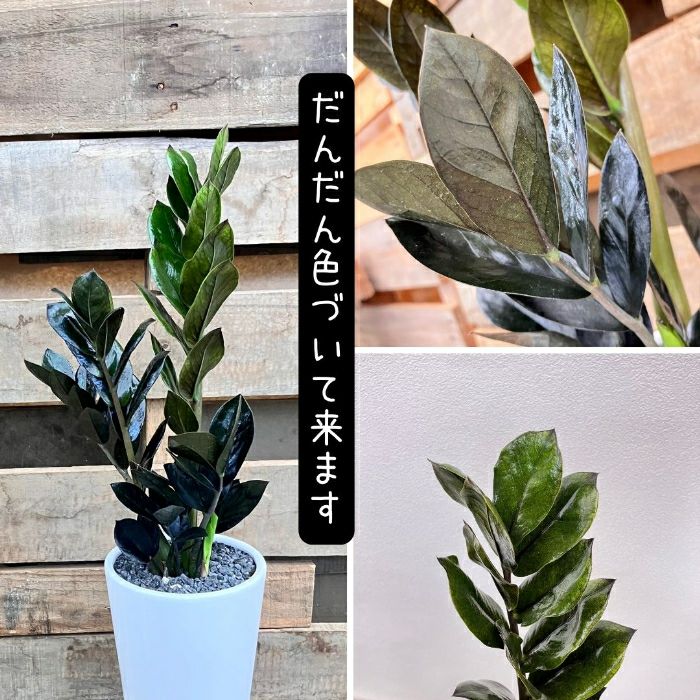 観葉植物現品販売