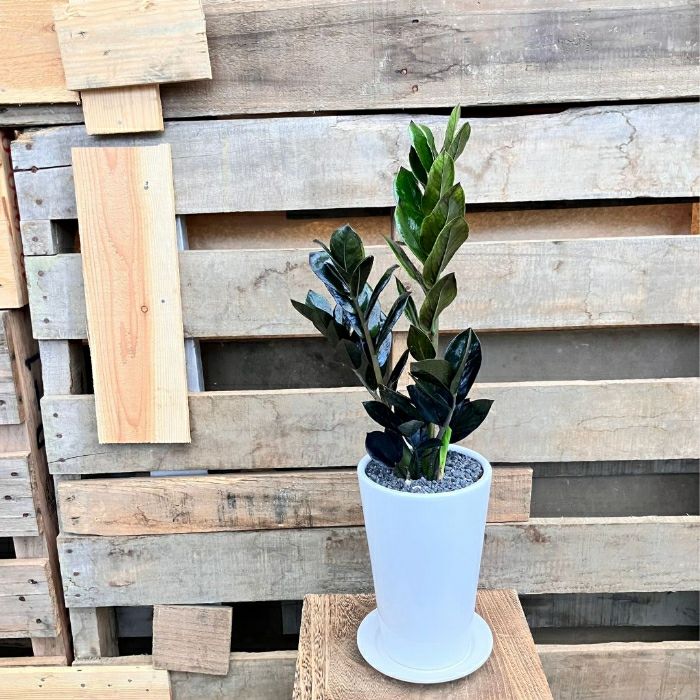 観葉植物現品販売