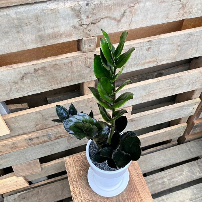 観葉植物現品販売