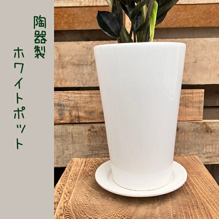 観葉植物現品販売